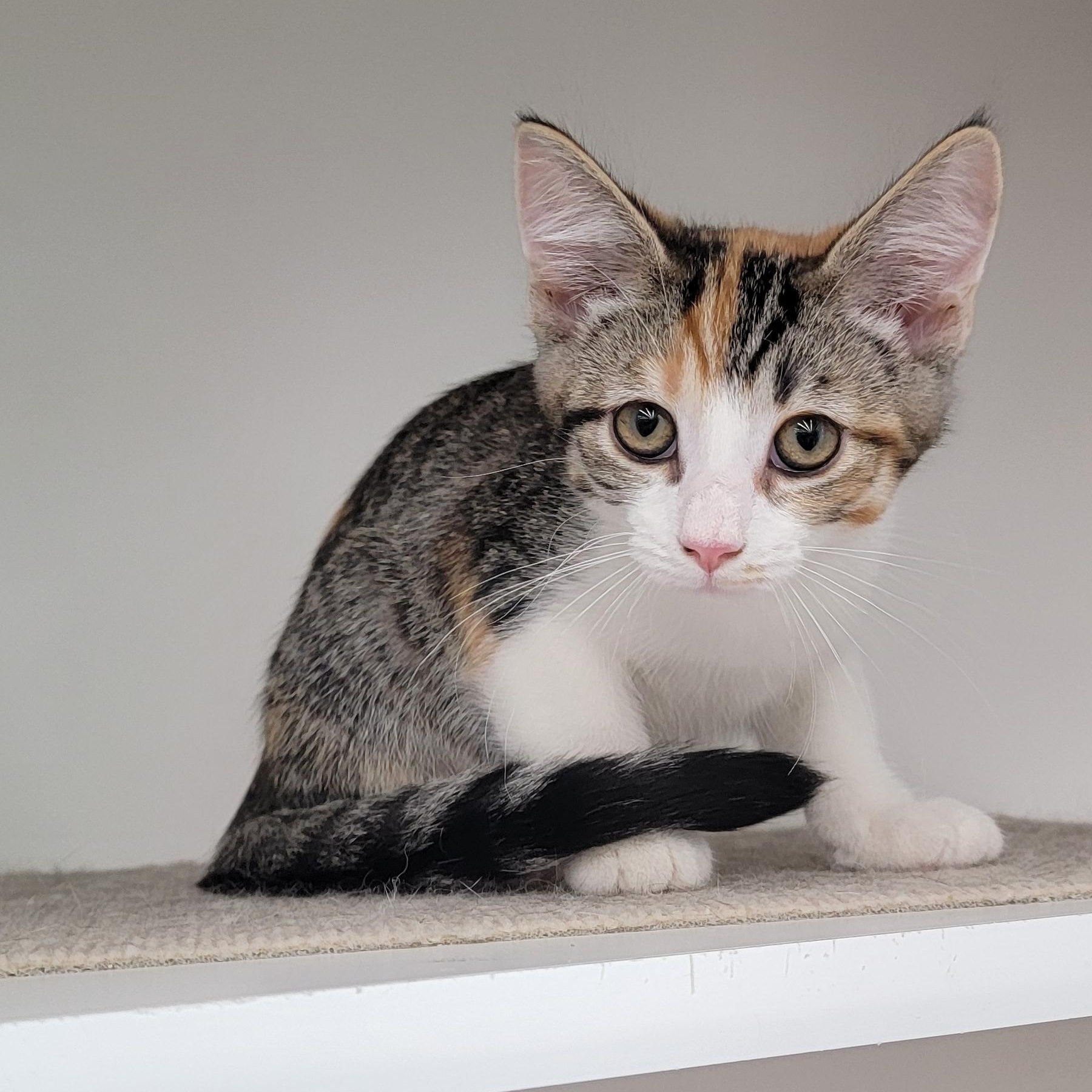 Comet, a ADOPTABLE mixed breed in Wyandotte, MI image 5/6