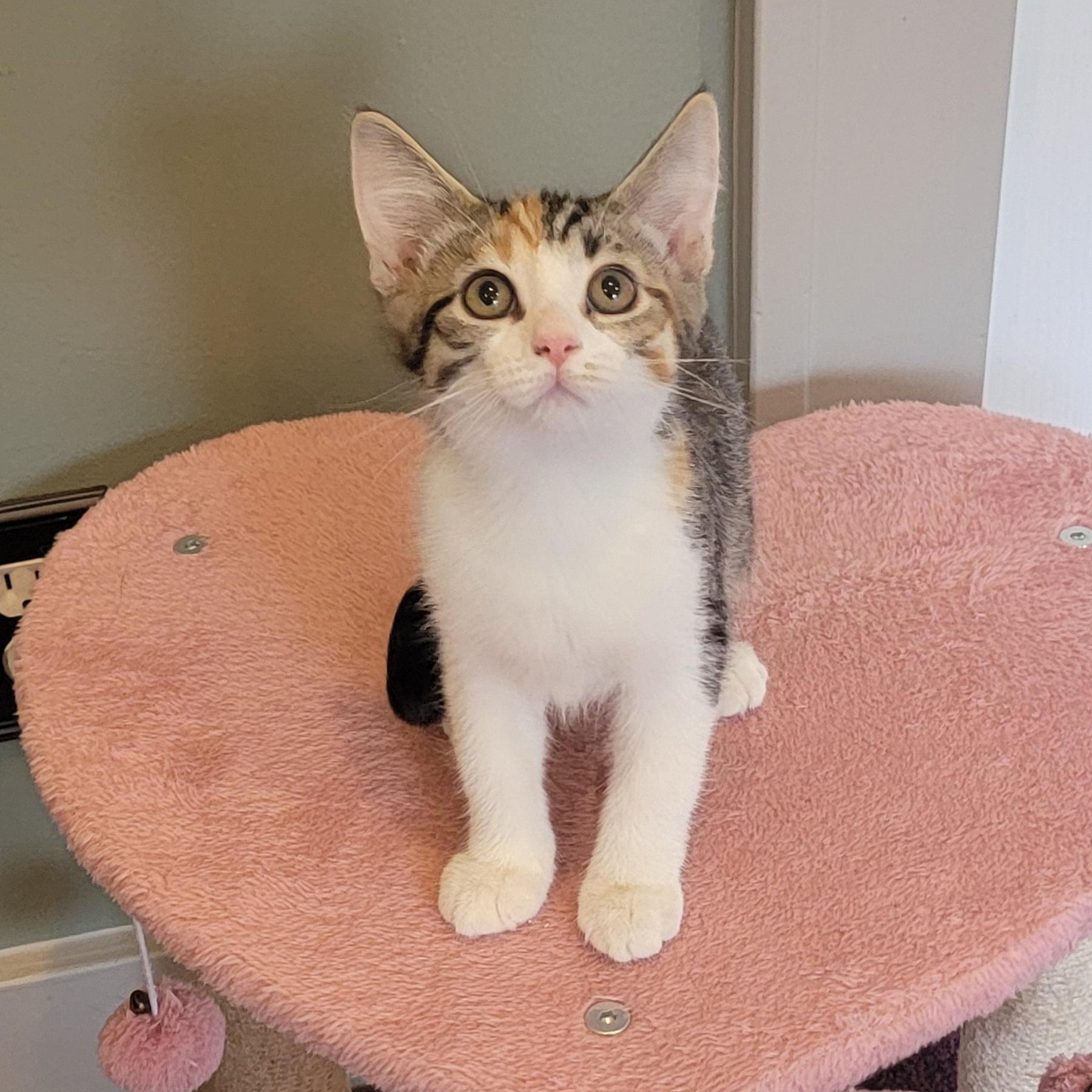 Comet, ADOPTABLE, Kitten Female Tabby & Calico.