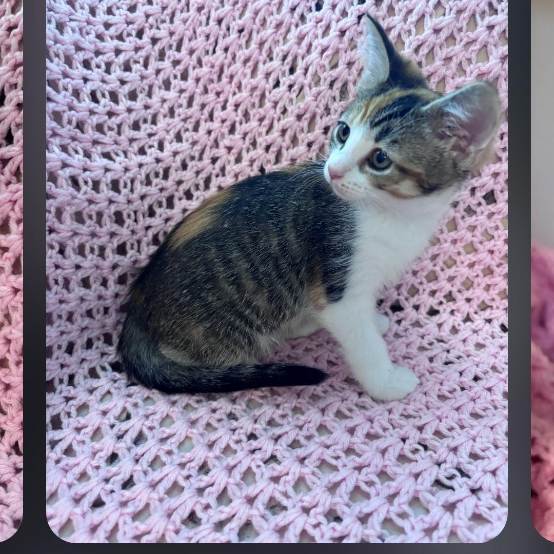Enlarge Comet, a ADOPTABLE mixed breed in Wyandotte, MI image 2/3