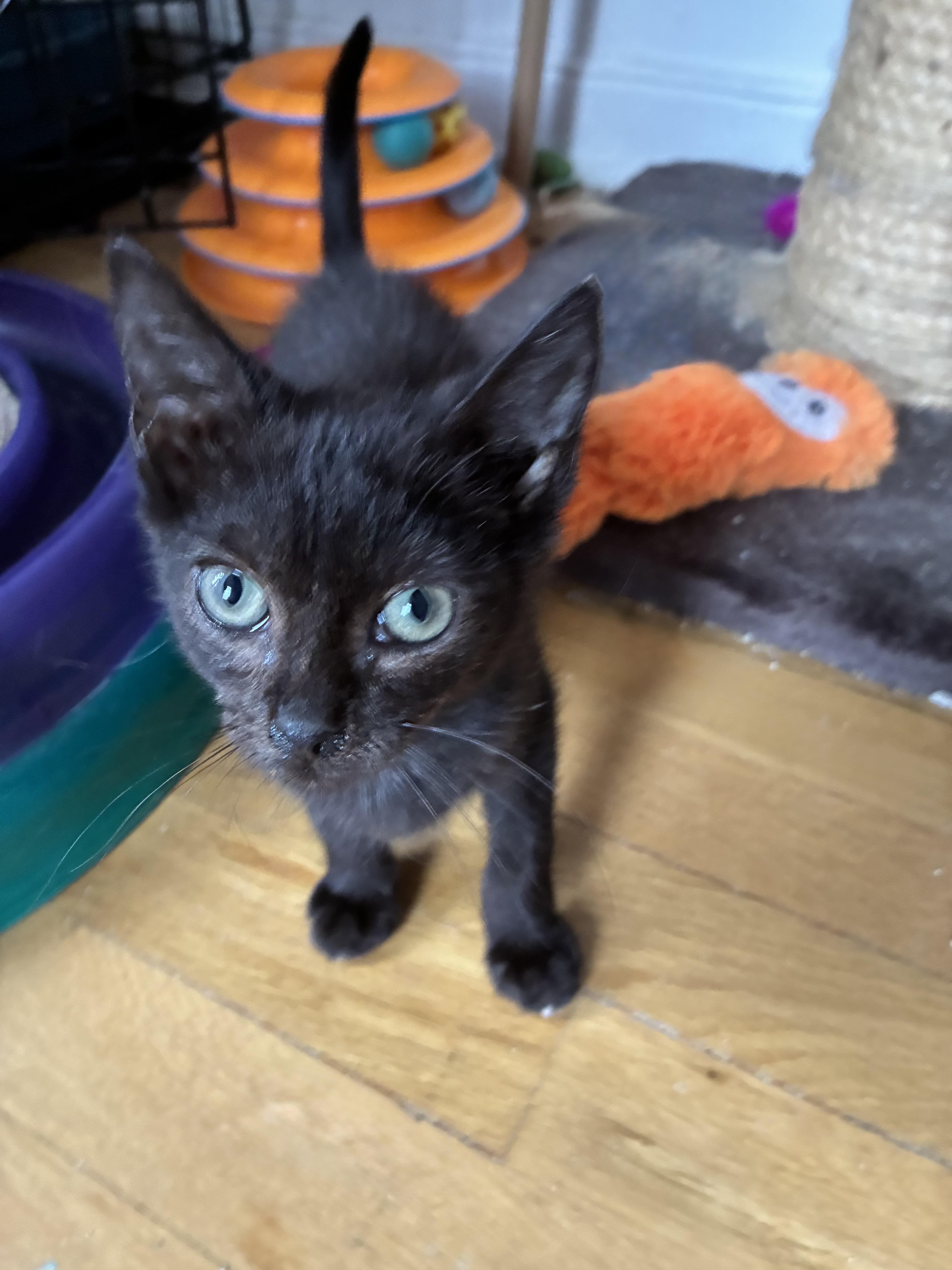 FIDGET N - Tiny and Playful