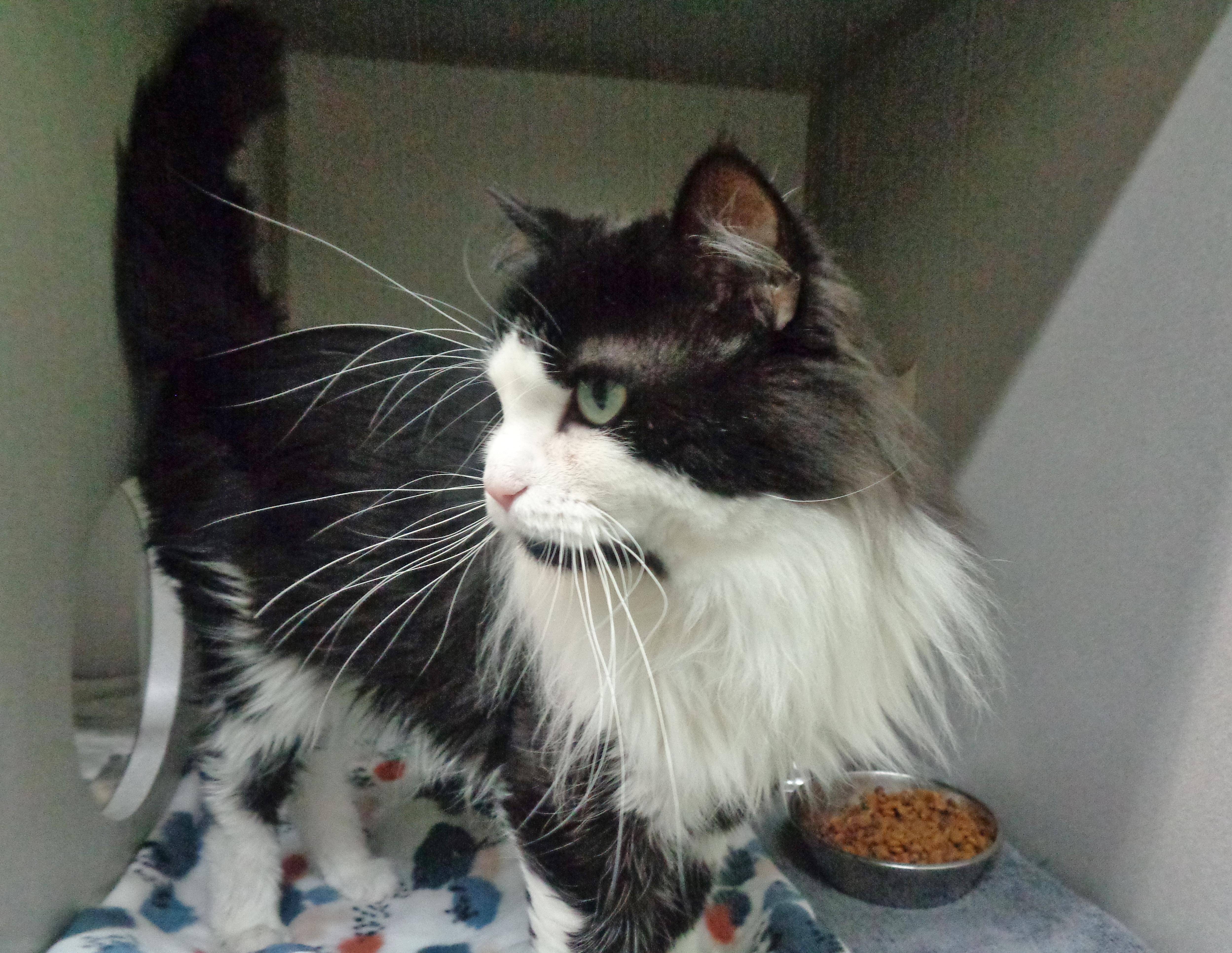 WOODROW aka WOODY, a Adoptable Domestic Long Hair in Delhi, NY image 3/6
