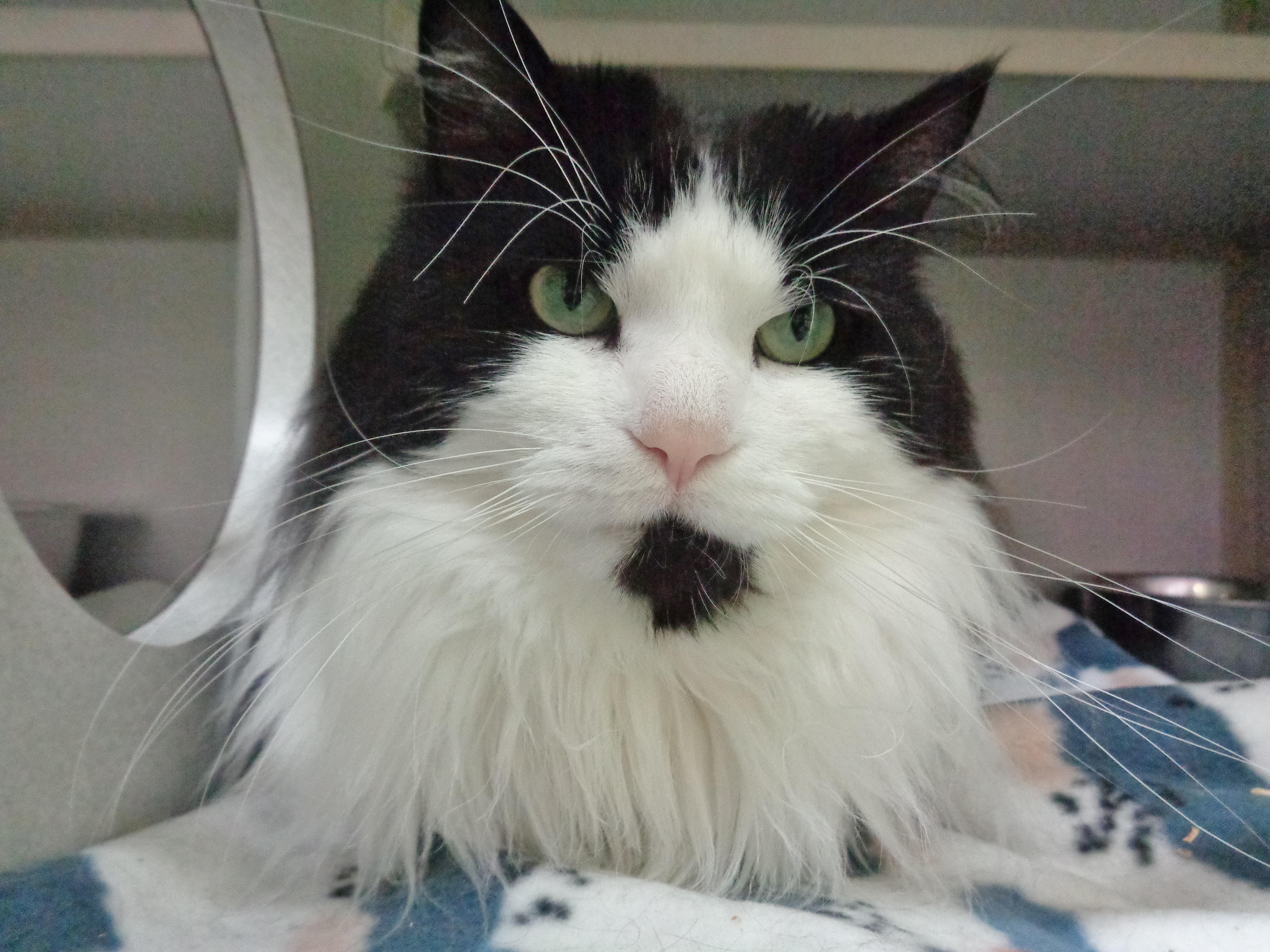 WOODROW aka WOODY, a Adoptable Domestic Long Hair in Delhi, NY image 1/6