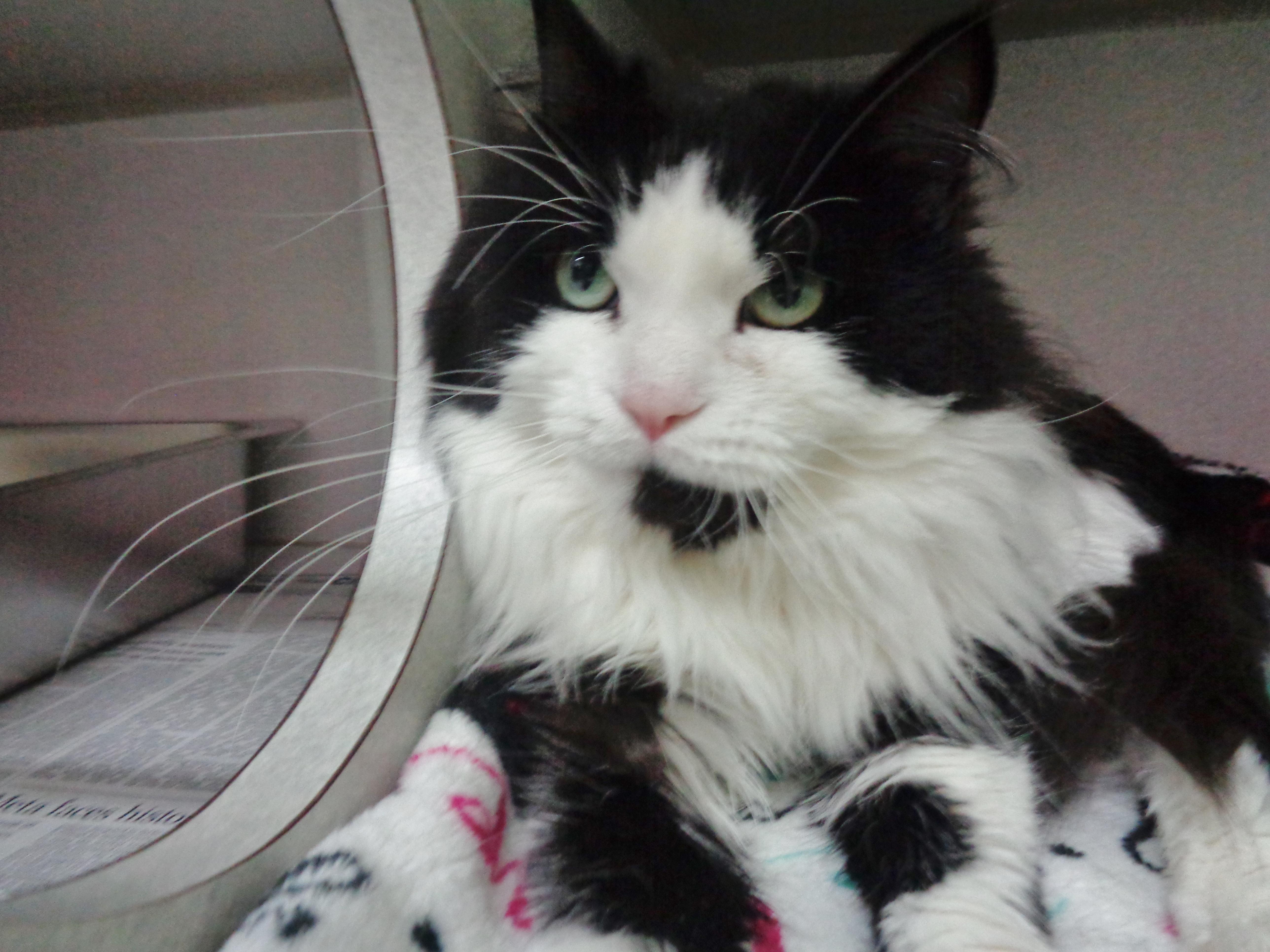 WOODROW aka WOODY, a Adoptable Domestic Long Hair in Delhi, NY image 4/6