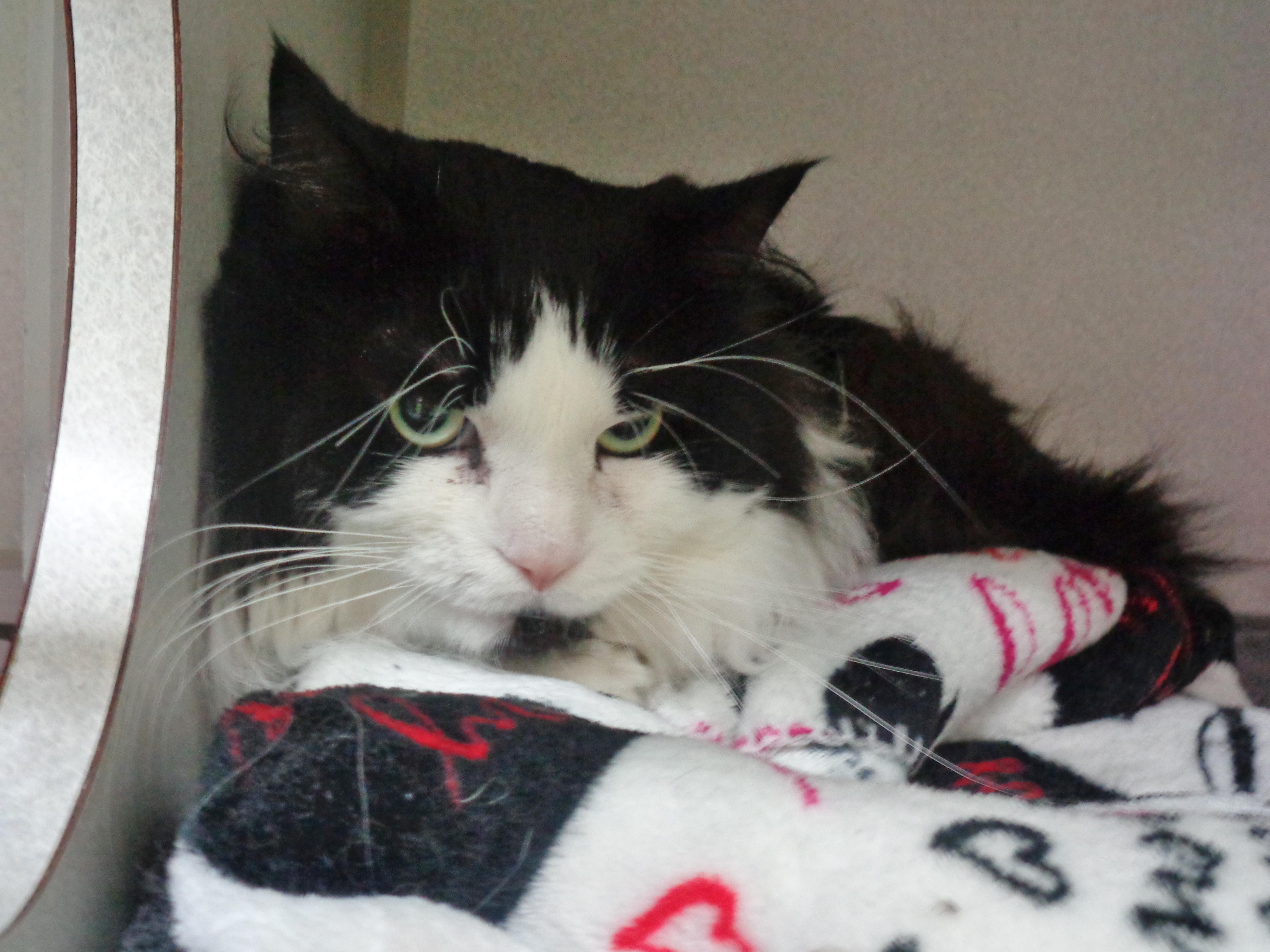 WOODROW aka WOODY, a Adoptable Domestic Long Hair in Delhi, NY image 5/6