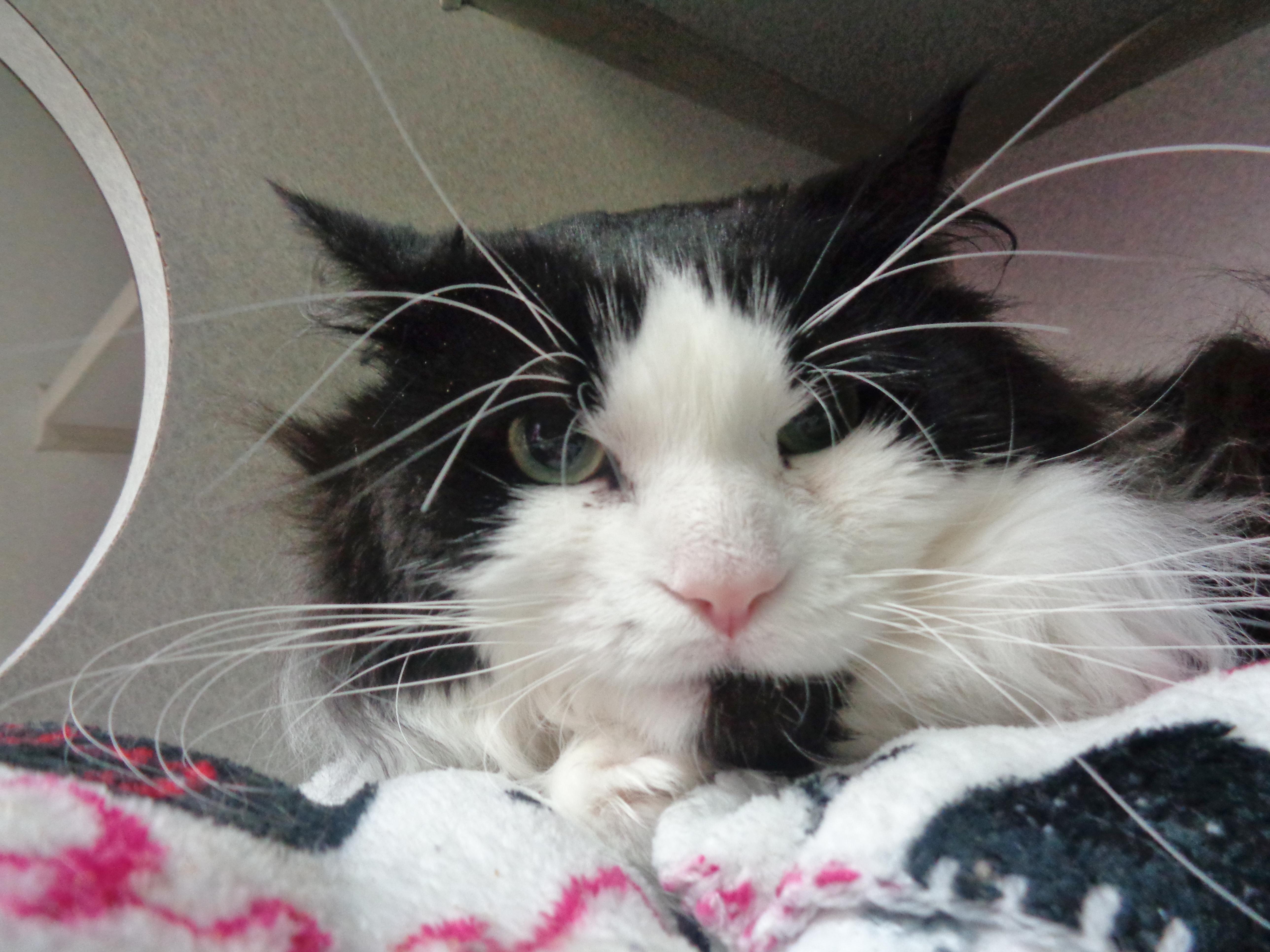 WOODROW aka WOODY, a Adoptable Domestic Long Hair in Delhi, NY image 6/6