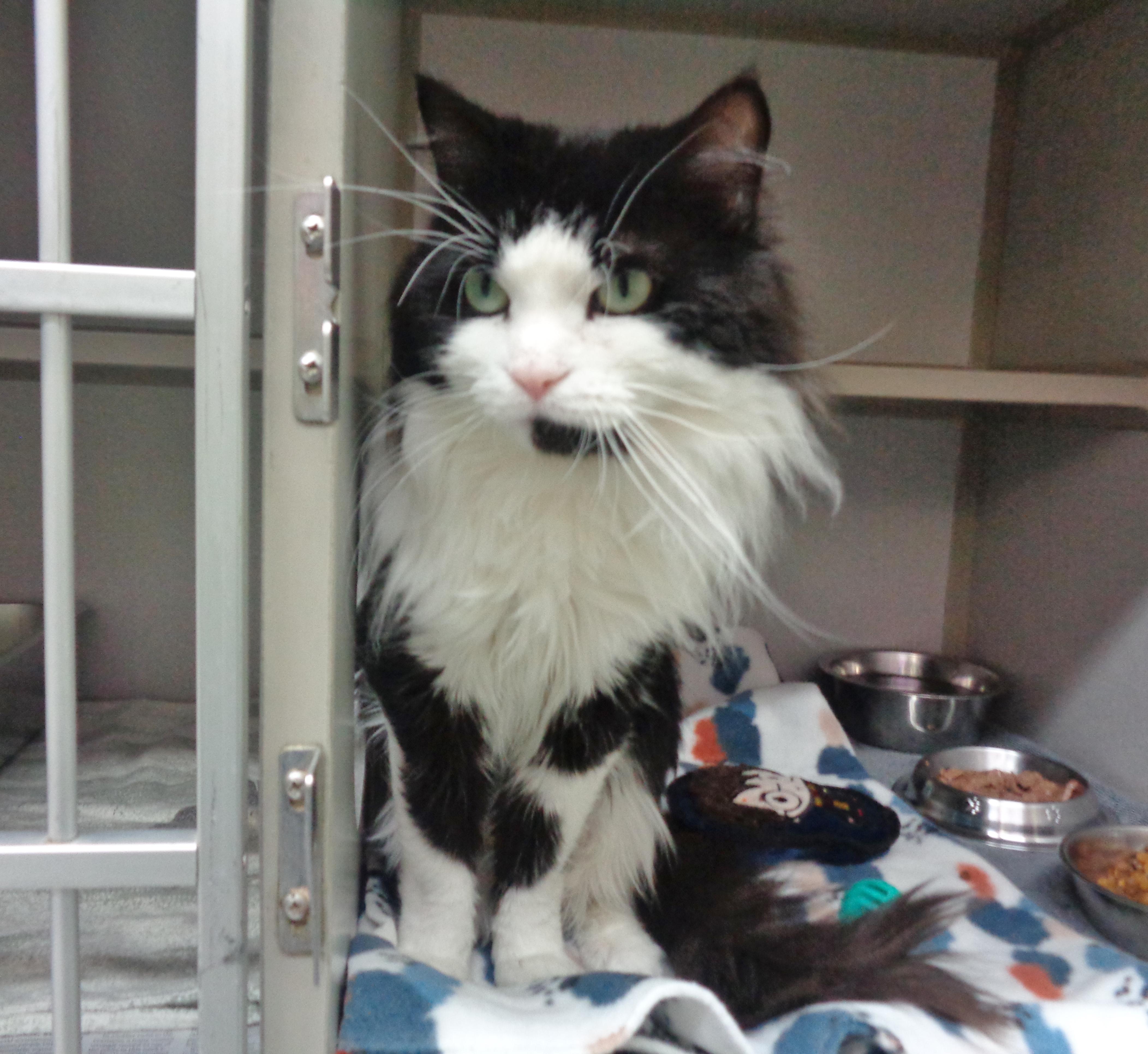 WOODROW aka WOODY, a Adoptable Domestic Long Hair in Delhi, NY image 2/6