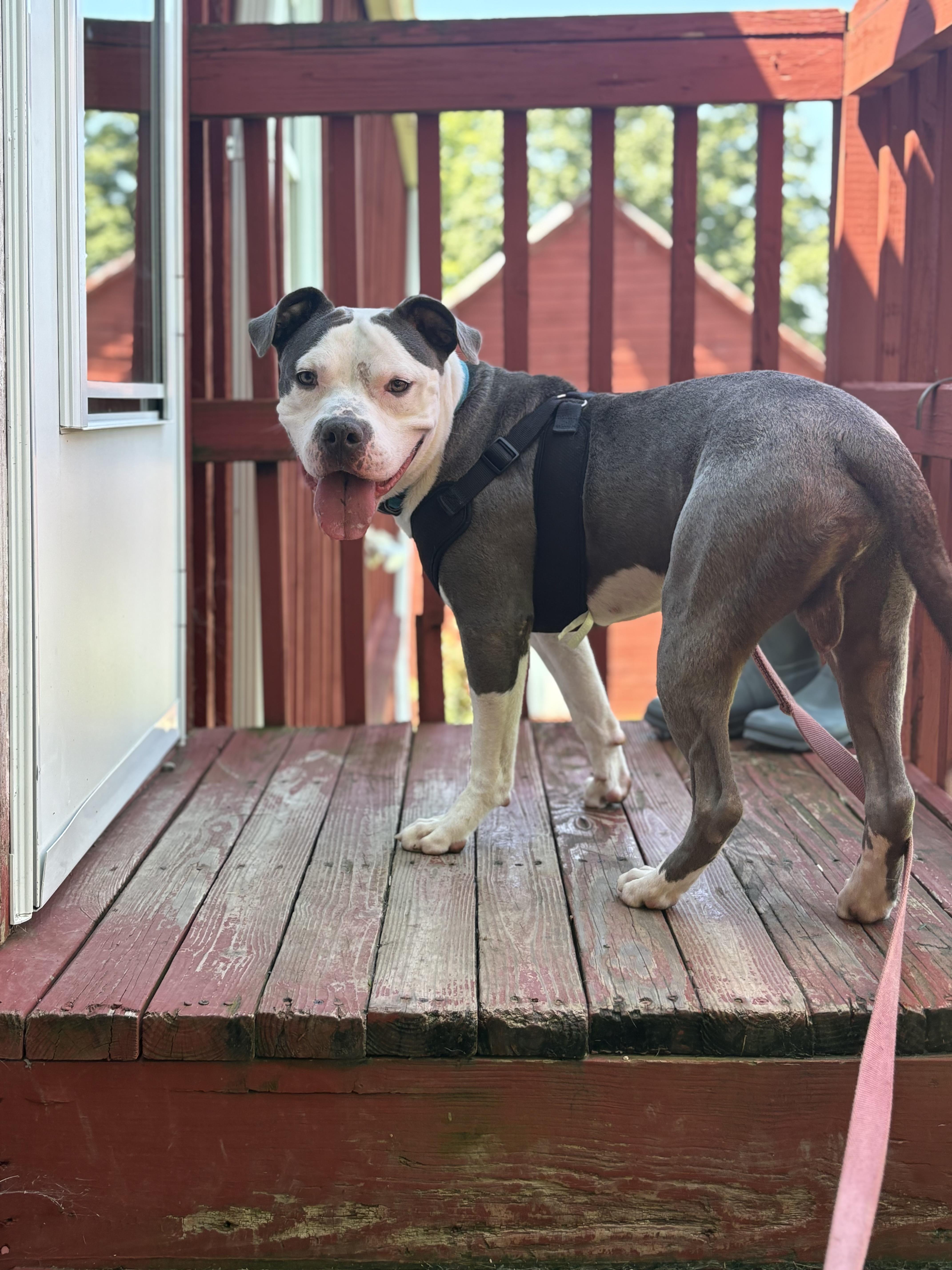 Ruger, Adoptable, Young Male Pit Bull Terrier & American Staffordshire Terrier.