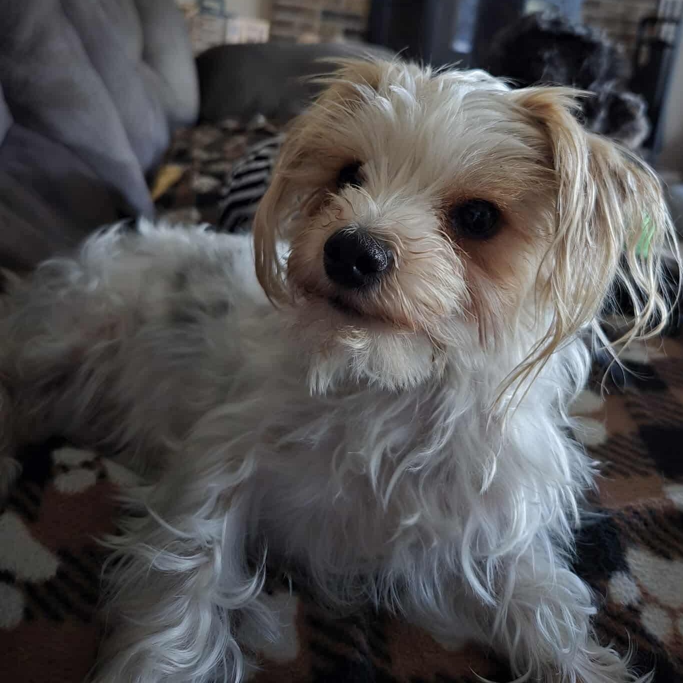 Lily