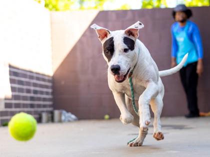 Enlarge Isabella- IN FOSTER, a Adoptable Mixed Breed in Chamblee, GA image 1/3