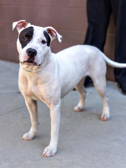 Enlarge Isabella- IN FOSTER, a Adoptable Mixed Breed in Chamblee, GA image 2/3