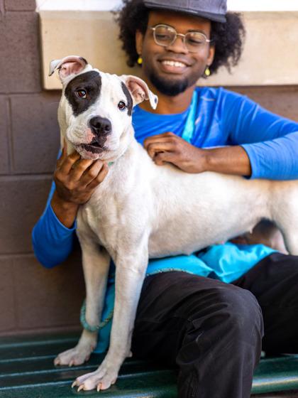 Enlarge Isabella- IN FOSTER, a Adoptable Mixed Breed in Chamblee, GA image 2/3