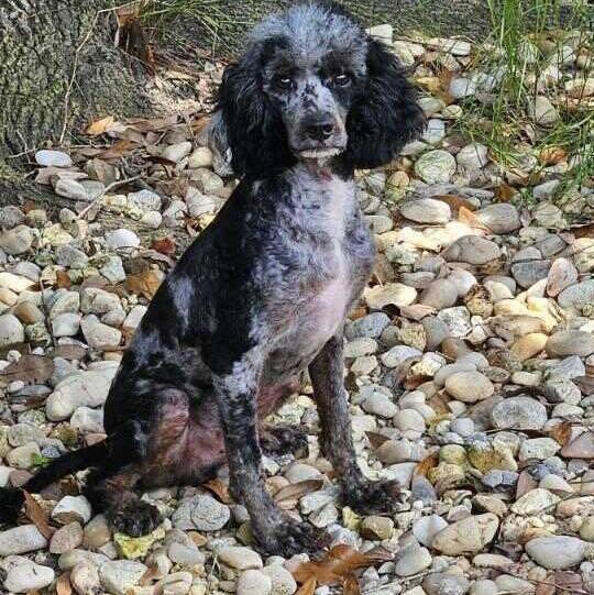 Motley, Adopted, Adult Male Cavalier King Charles Spaniel.