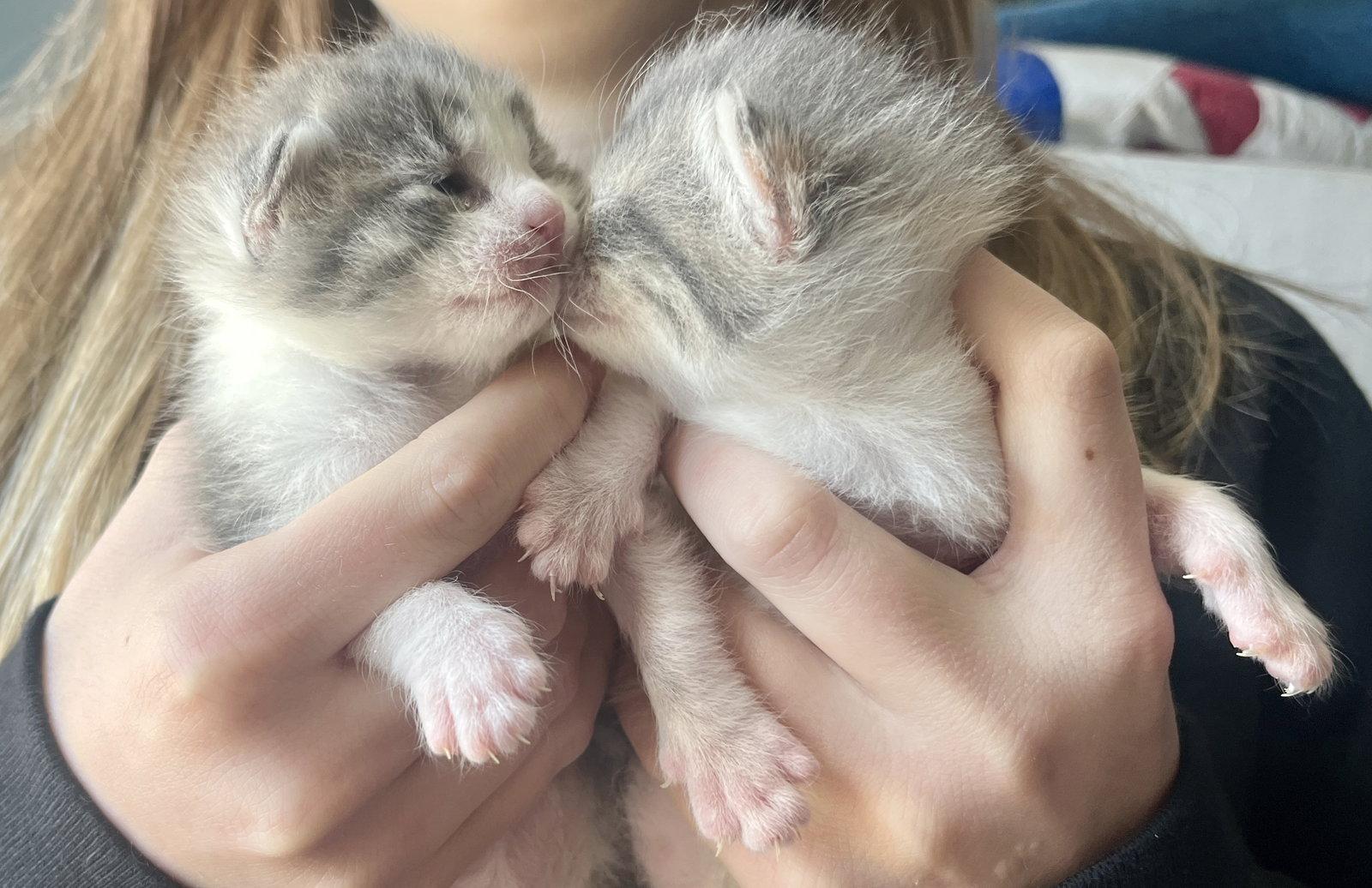 *Tinker, Adoptable, Kitten Female Domestic Short Hair.