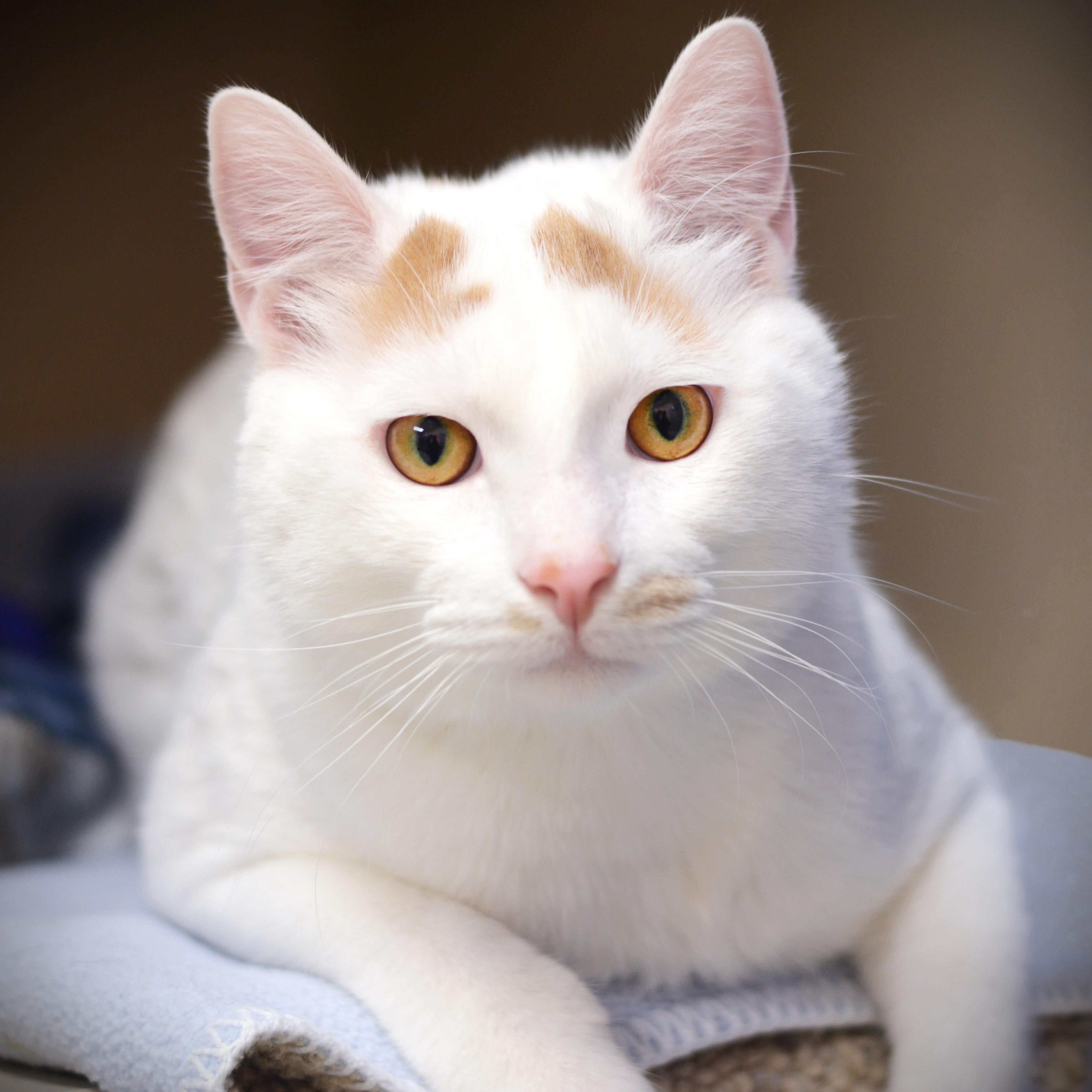 Enlarge Moo Moo, an adopted Domestic Short Hair in Amsterdam, NY image 1/1