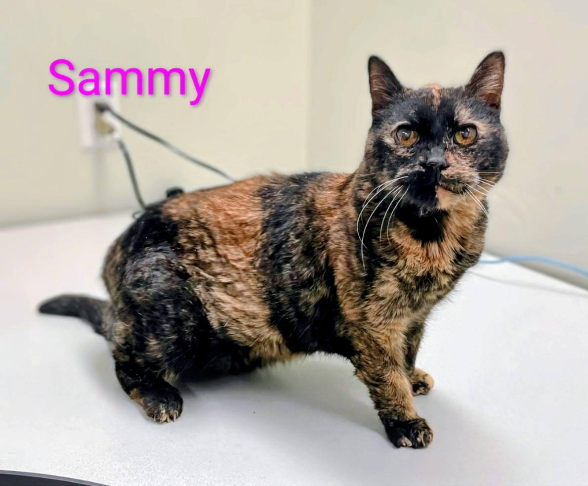 Enlarge Sammy, a ADOPTABLE Domestic Short Hair in St Catharines, ON image 1/1
