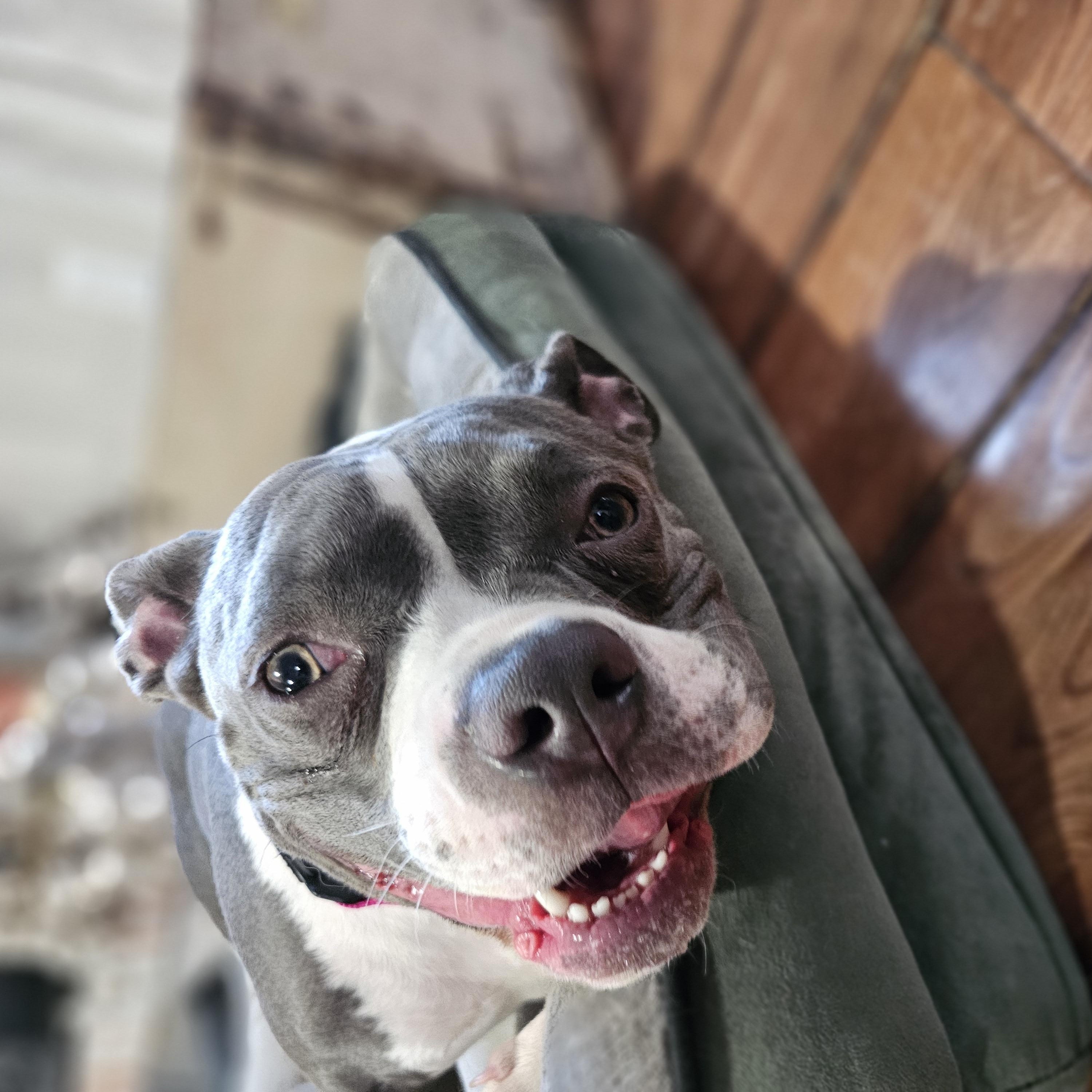 Enlarge Dallys Springfield, a Adoptable mixed breed in Springfield , IL image 5/6
