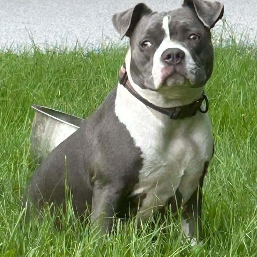 Enlarge Dallys Springfield, a Adoptable mixed breed in Springfield , IL image 4/6