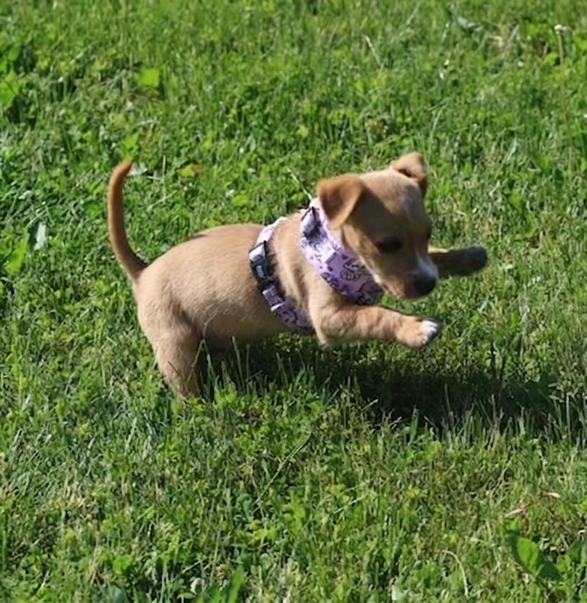 **TATE**, a Adopted Chihuahua in North Prairie, WI image 3/3