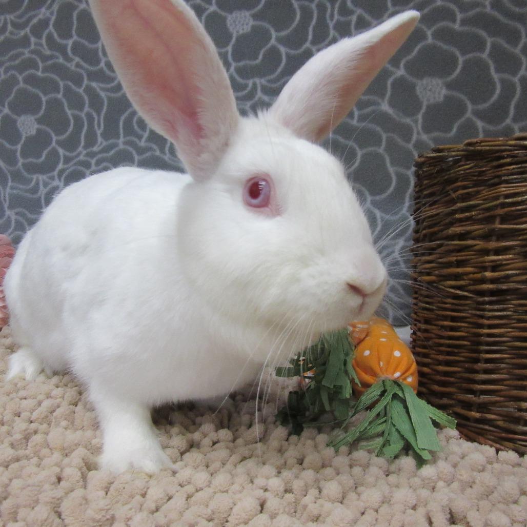 Enlarge Nibbles, a Adoptable New Zealand in Newport, PA image 1/6