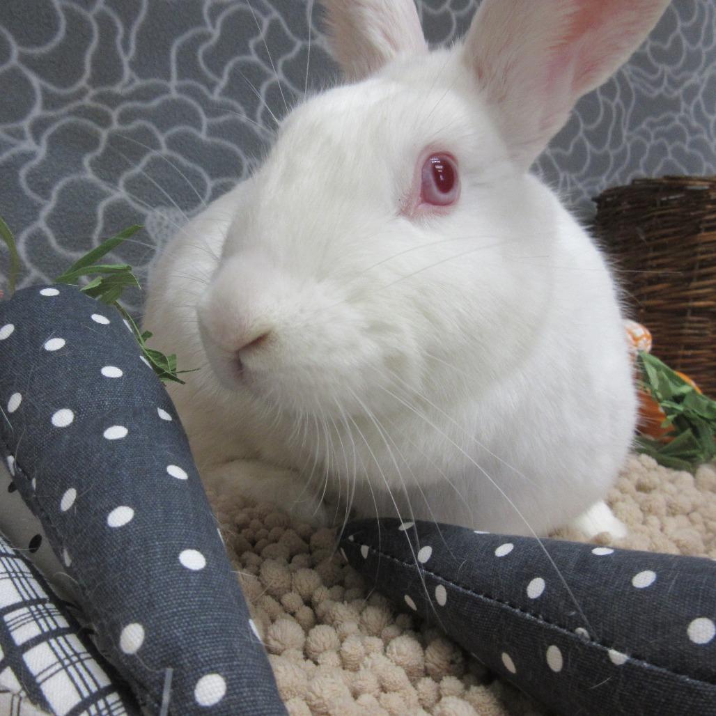 Enlarge Nibbles, a Adoptable New Zealand in Newport, PA image 2/6