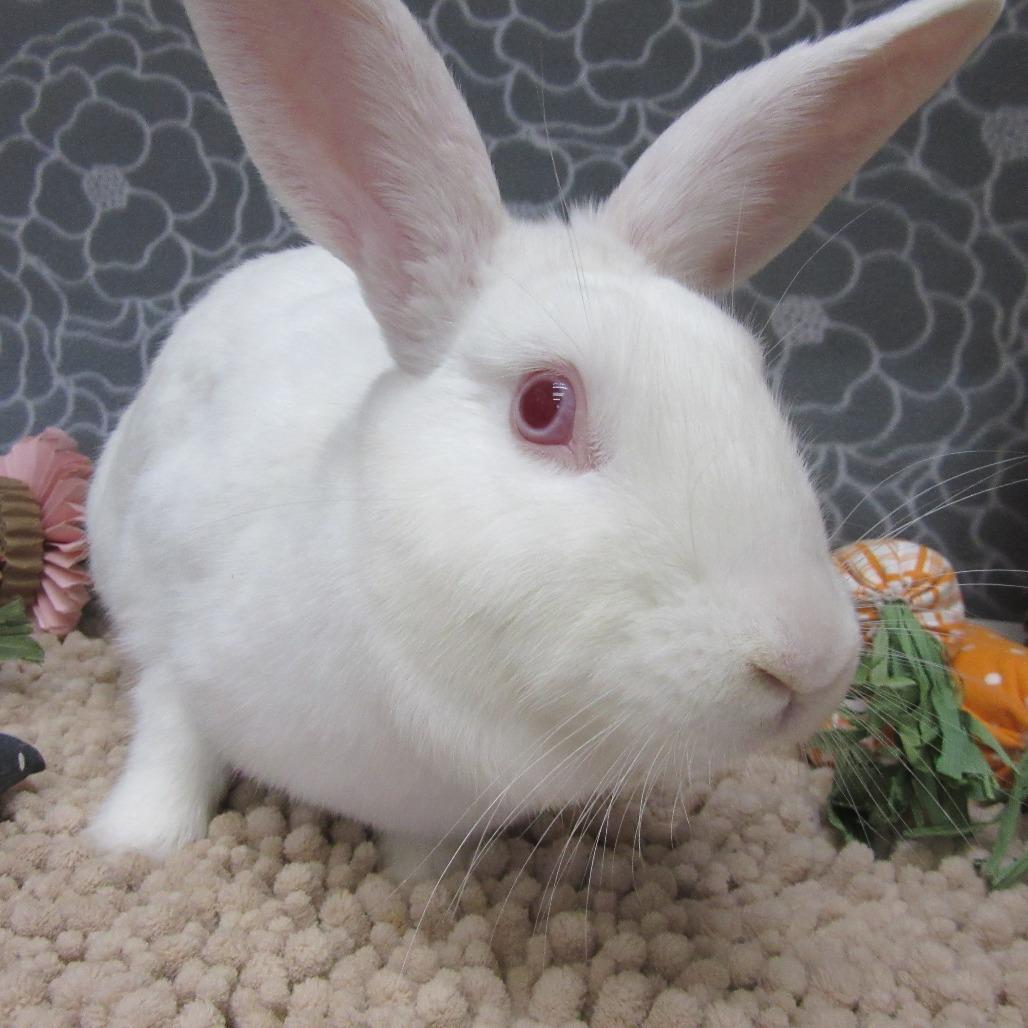 Enlarge Nibbles, a Adoptable New Zealand in Newport, PA image 3/6