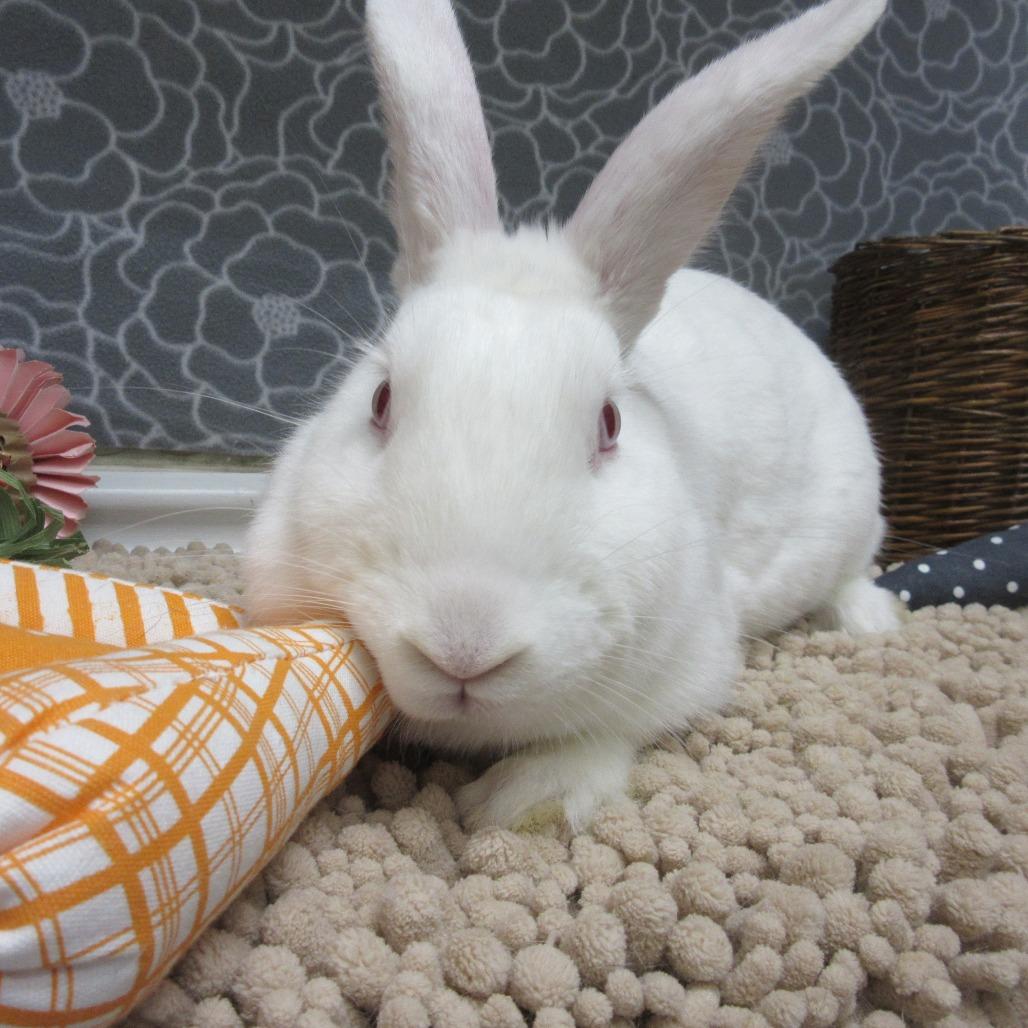 Enlarge Nibbles, a Adoptable New Zealand in Newport, PA image 4/6