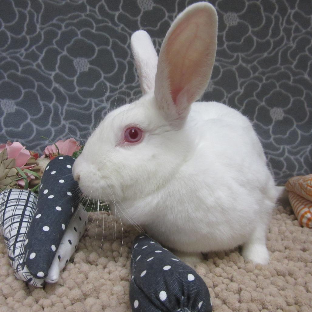 Enlarge Nibbles, a Adoptable New Zealand in Newport, PA image 6/6