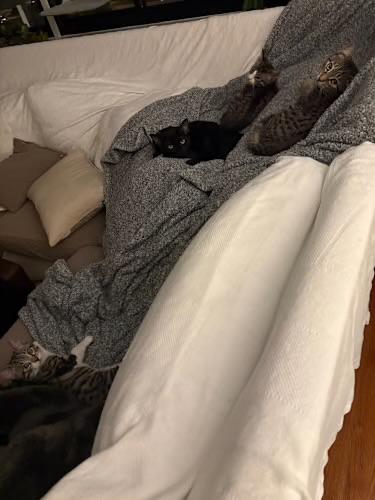 Enlarge Comet and Star (bonded pair), a ADOPTABLE Tabby in Wanaque, NJ image 4/4