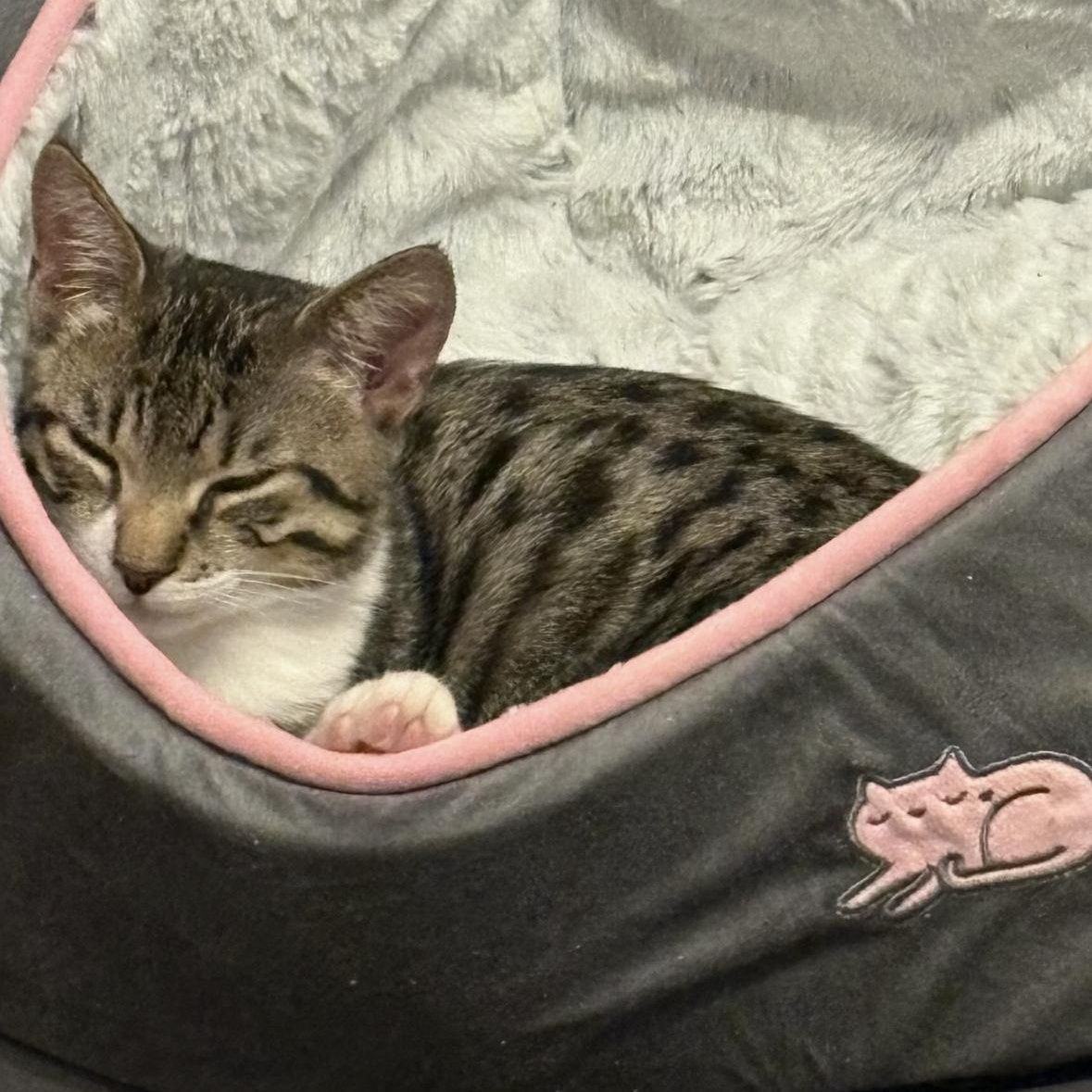 Enlarge Comet and Star (bonded pair), a ADOPTABLE Tabby in Wanaque, NJ image 3/4