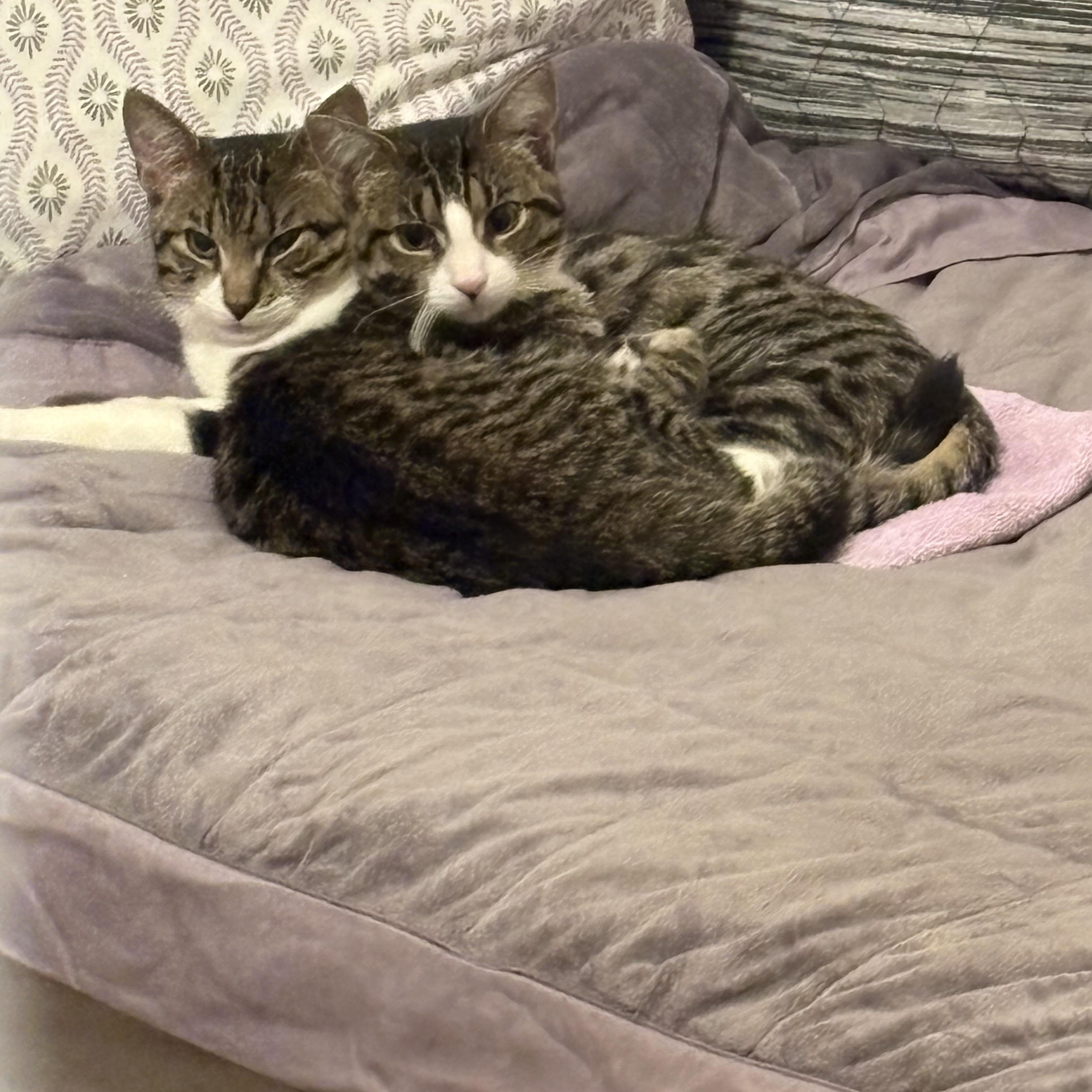 Comet and Star (bonded pair), ADOPTABLE, Kitten Male Tabby.