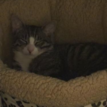 Enlarge Comet and Star (bonded pair), a ADOPTABLE Tabby in Wanaque, NJ image 2/4