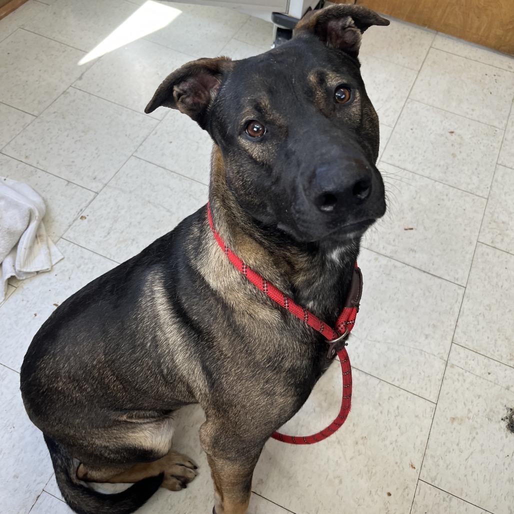 Superman, Adoptable, Adult Male Mixed Breed.