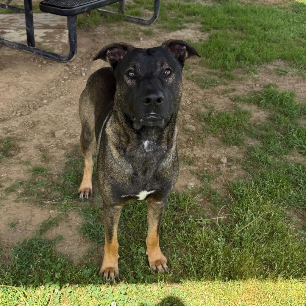 Enlarge Superman, a Adoptable Mixed Breed in Columbiana, AL image 2/6