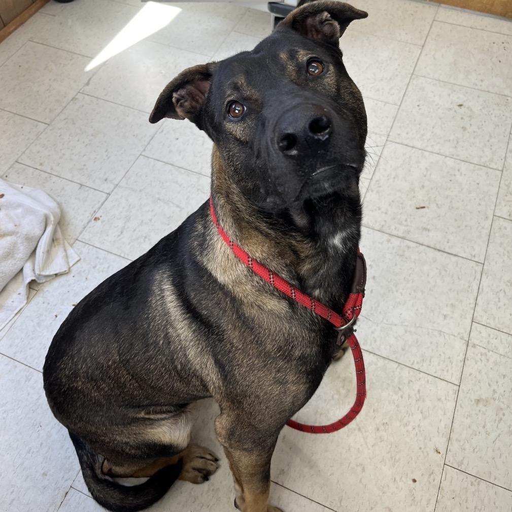 Enlarge Superman, a Adoptable Mixed Breed in Columbiana, AL image 3/6