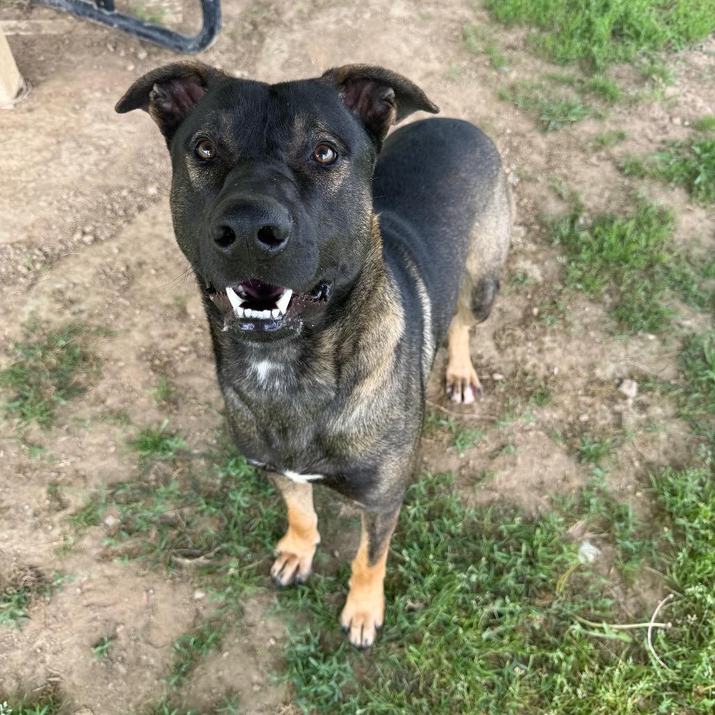 Enlarge Superman, a Adoptable Mixed Breed in Columbiana, AL image 4/6
