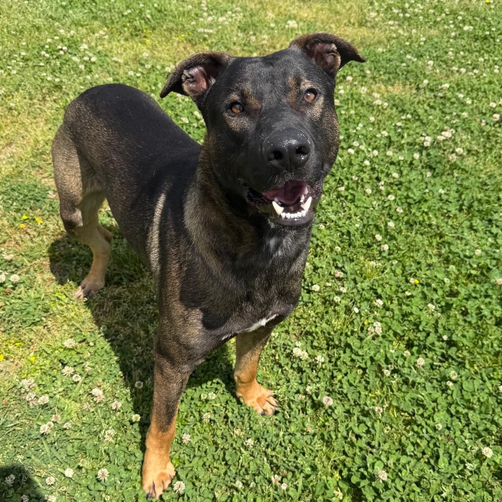 Enlarge Superman, a Adoptable Mixed Breed in Columbiana, AL image 5/6
