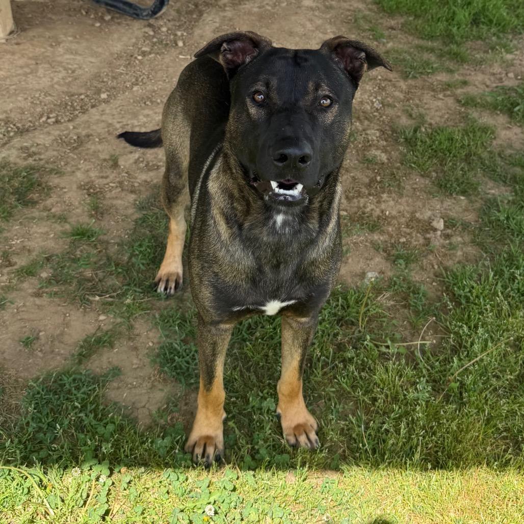 Enlarge Superman, a Adoptable Mixed Breed in Columbiana, AL image 6/6