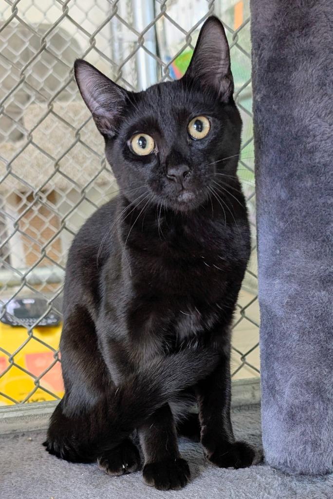 Explorer / Roamer, Adoptable, Kitten Male Domestic Short Hair.