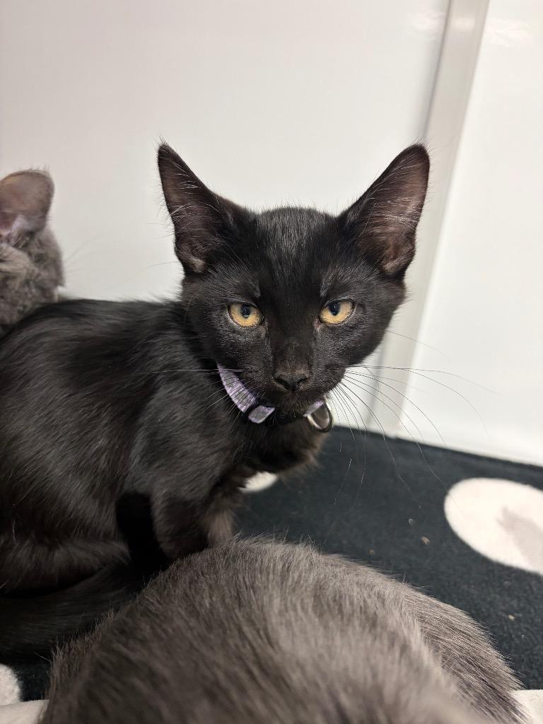 Enlarge Explorer / Roamer, a Adoptable mixed breed in Peoria, AZ image 2/2