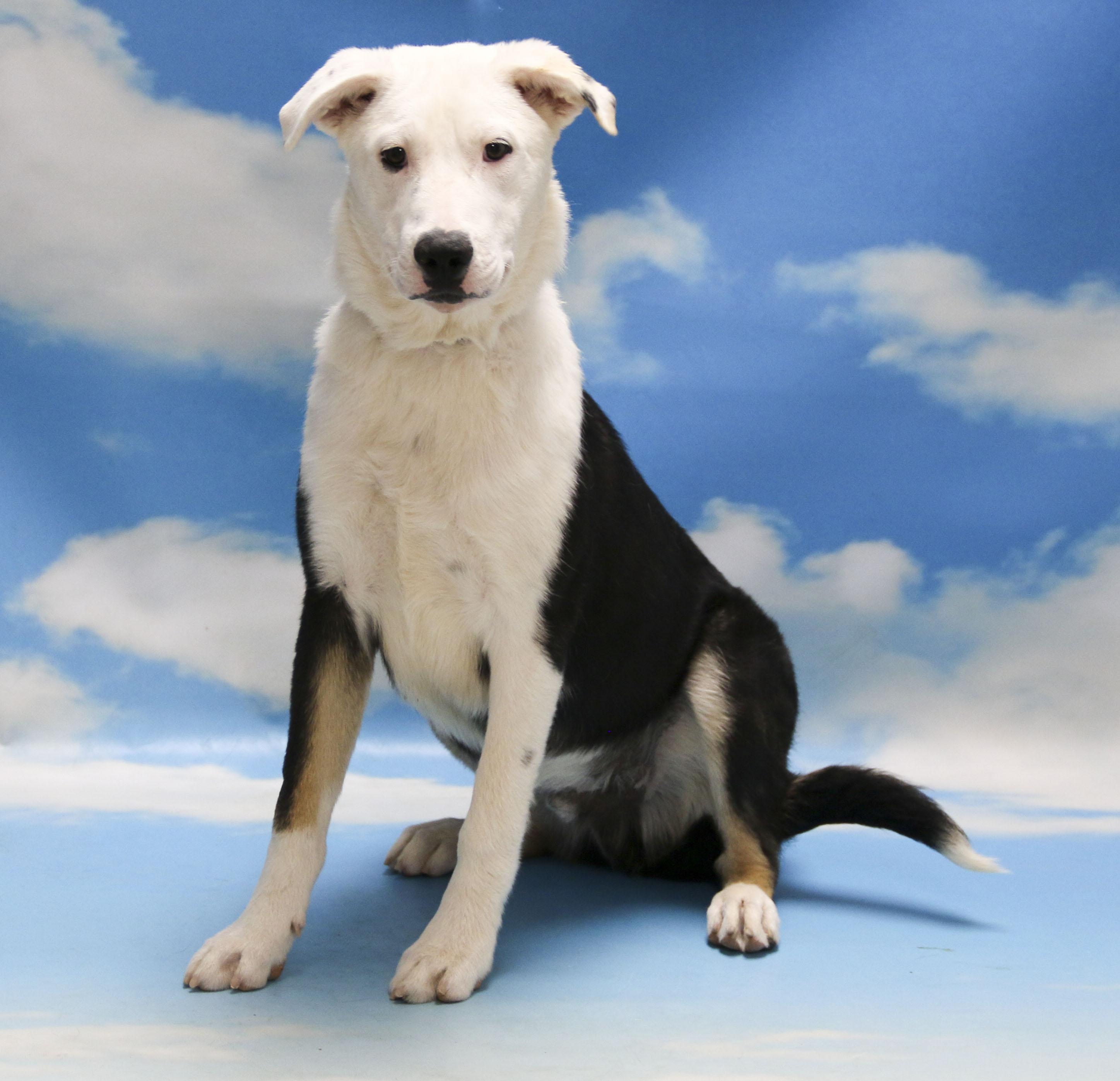 Enlarge Skippy, a Adoptable Mixed Breed in Casa Grande, AZ image 1/5
