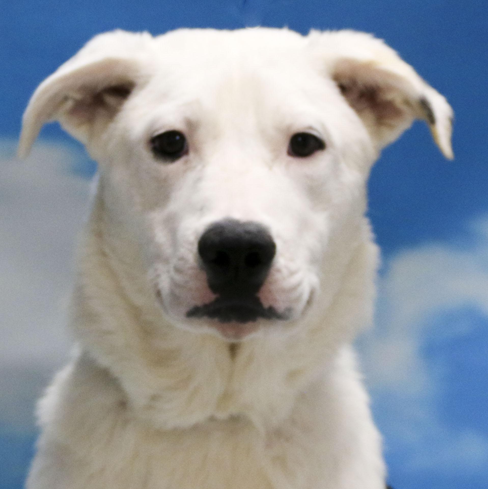 Enlarge Skippy, a Adoptable Mixed Breed in Casa Grande, AZ image 2/5