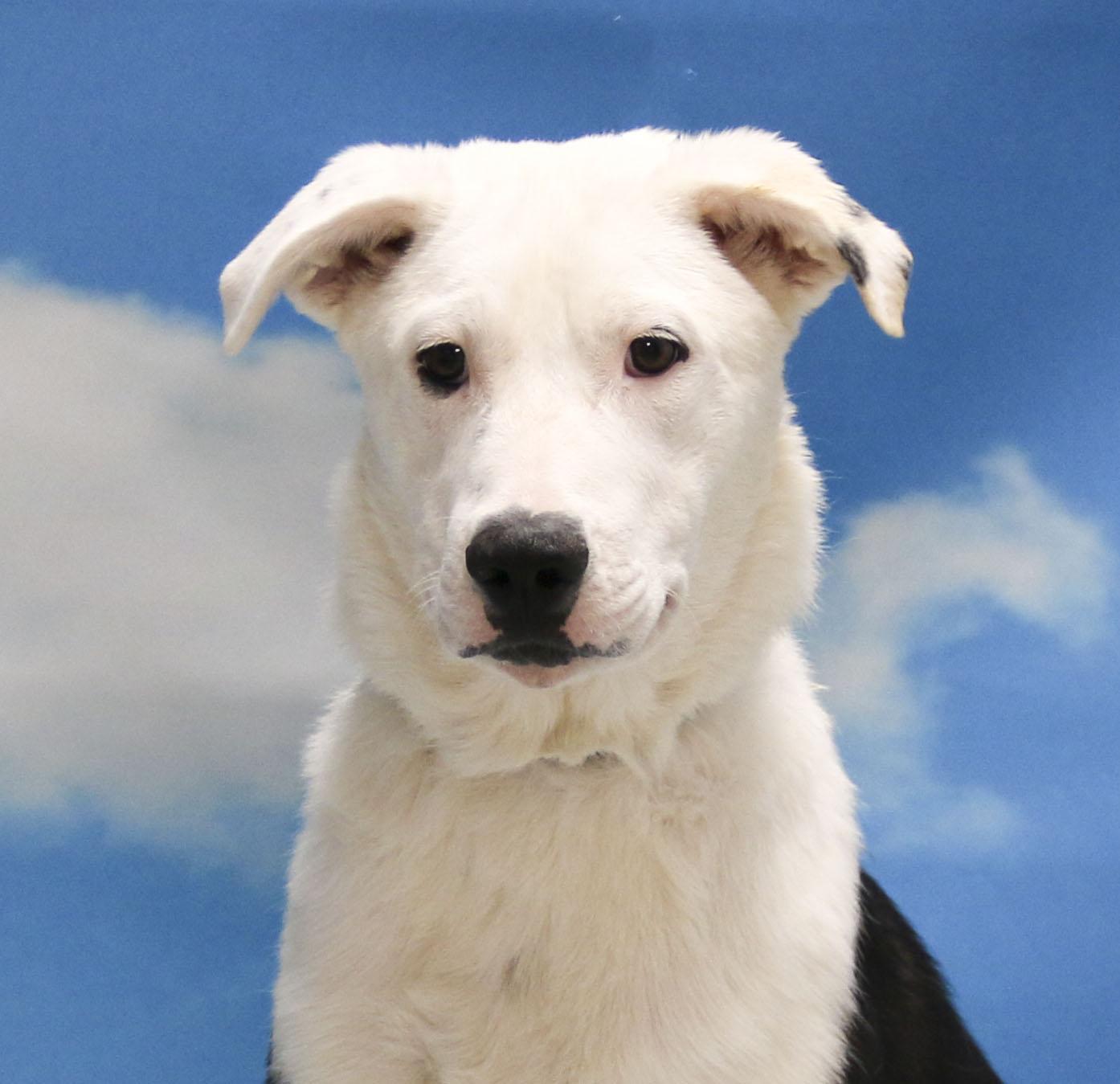 Enlarge Skippy, a Adoptable Mixed Breed in Casa Grande, AZ image 3/5