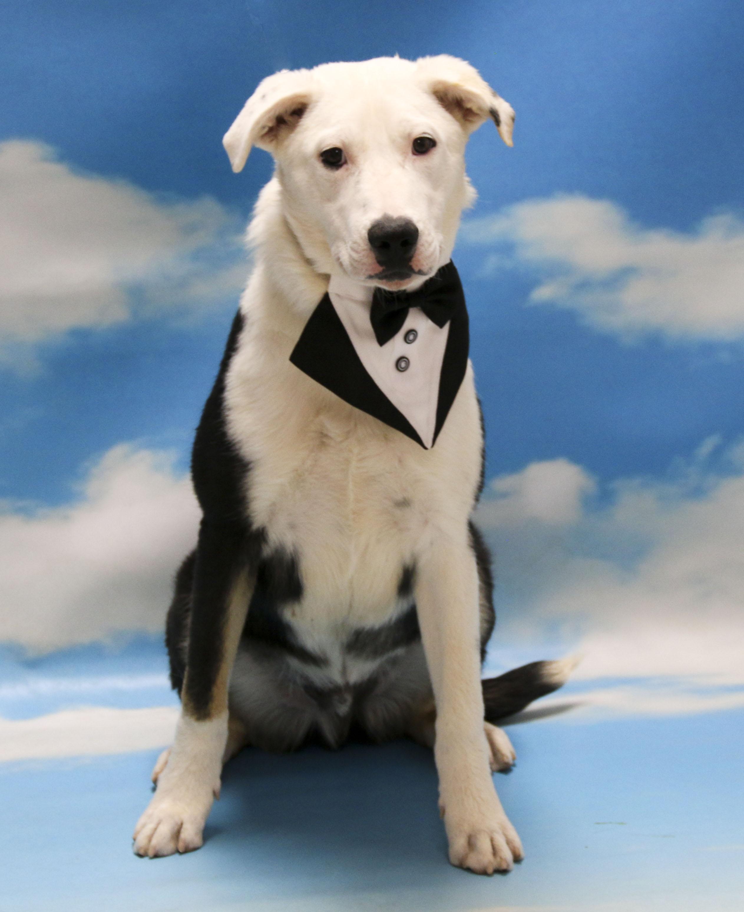 Skippy, Adoptable, Young Male Mixed Breed.