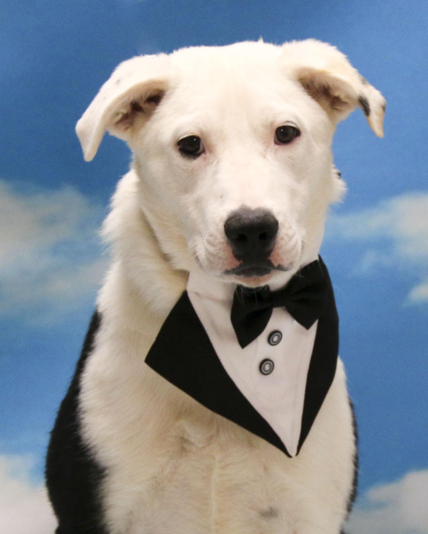 Enlarge Skippy, a Adoptable Mixed Breed in Casa Grande, AZ image 5/5