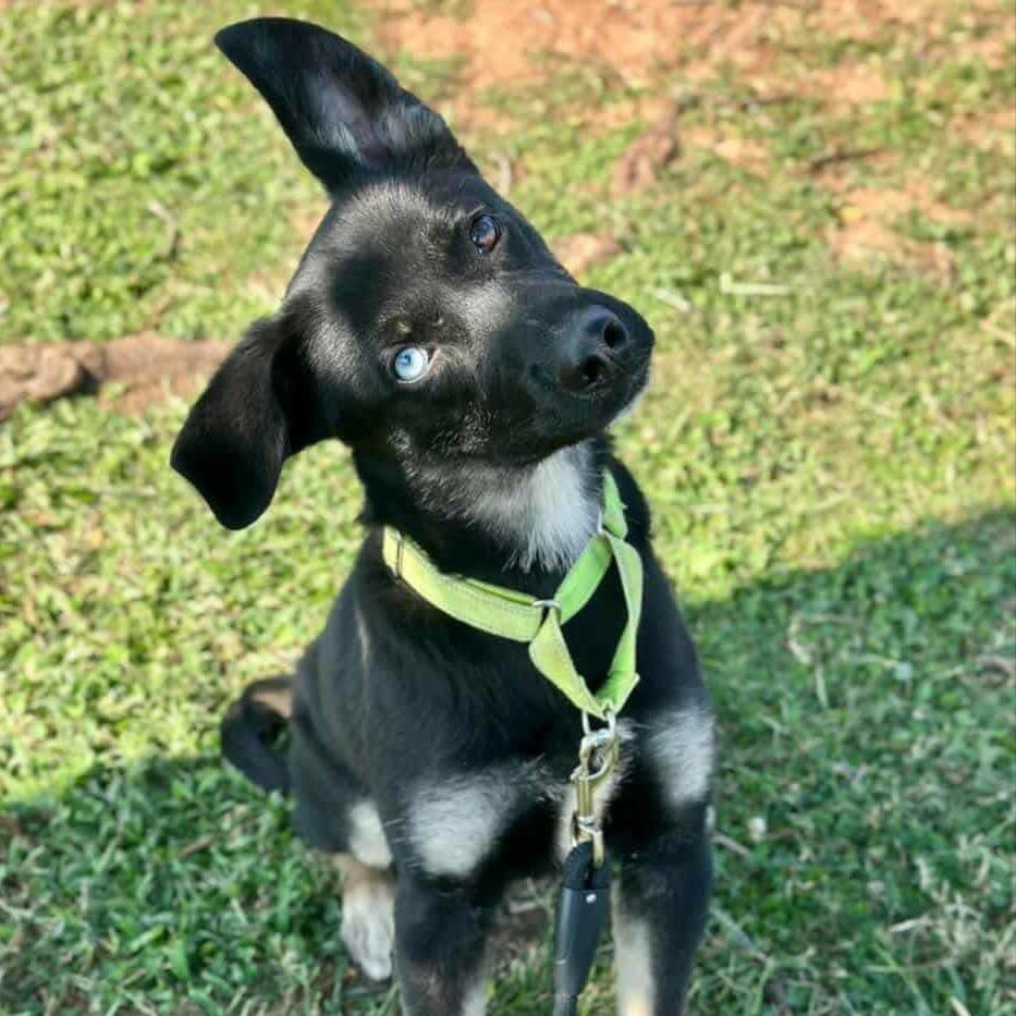 Nomad, a Adoptable mixed breed in Hopkinton, MA image 5/6