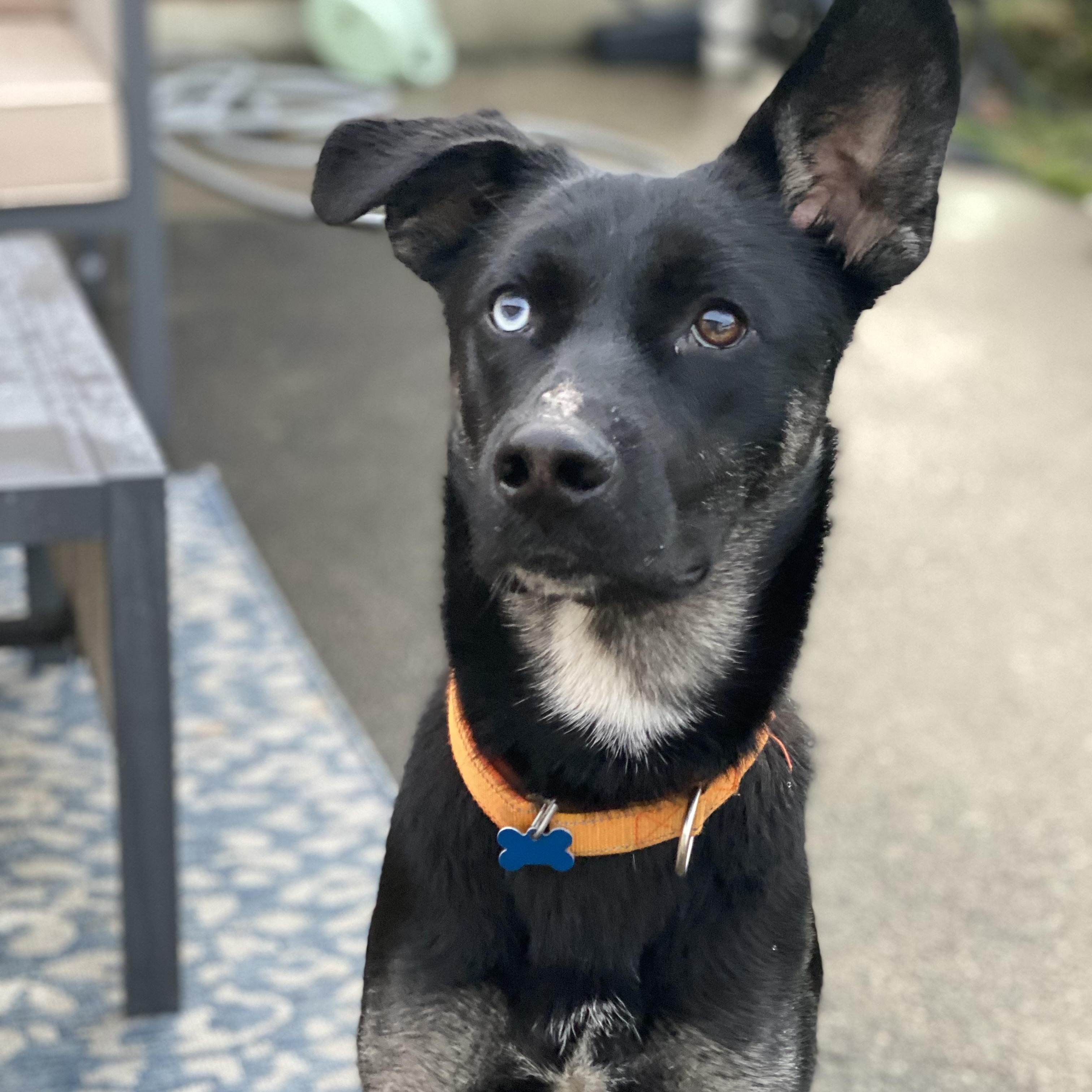 Nomad, a Adoptable mixed breed in Hopkinton, MA image 1/6