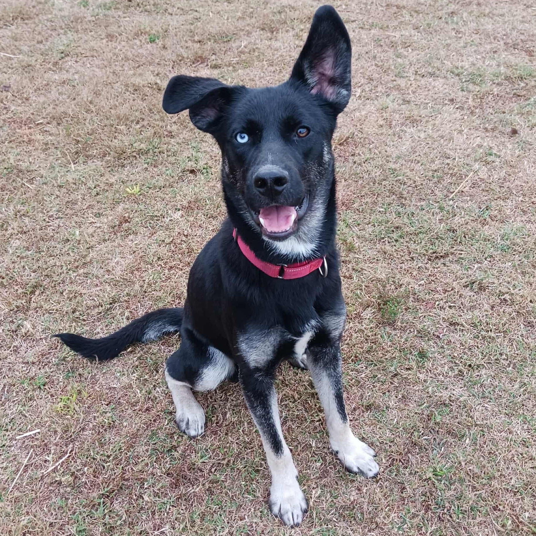 Nomad, a Adoptable mixed breed in Hopkinton, MA image 2/6