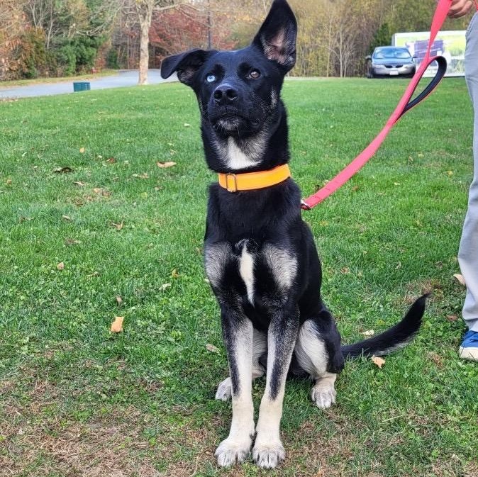Nomad, a Adoptable mixed breed in Hopkinton, MA image 4/6
