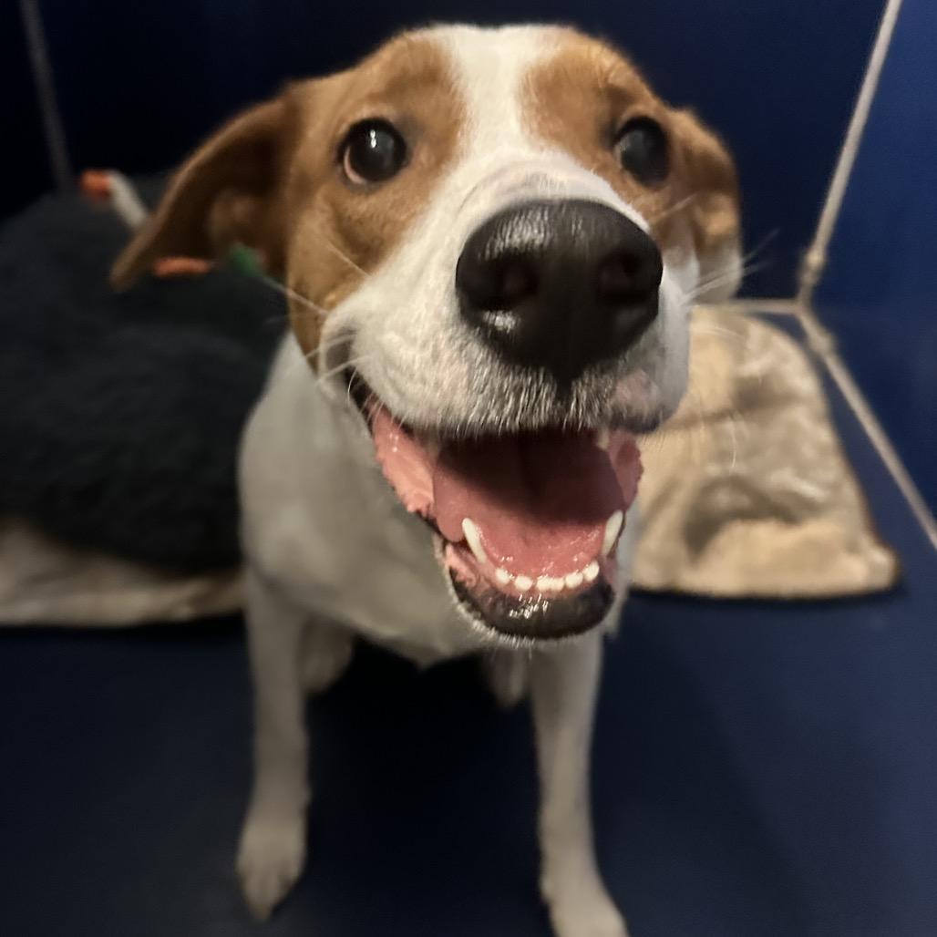 Saige, Adoptable, Adult Female Terrier.