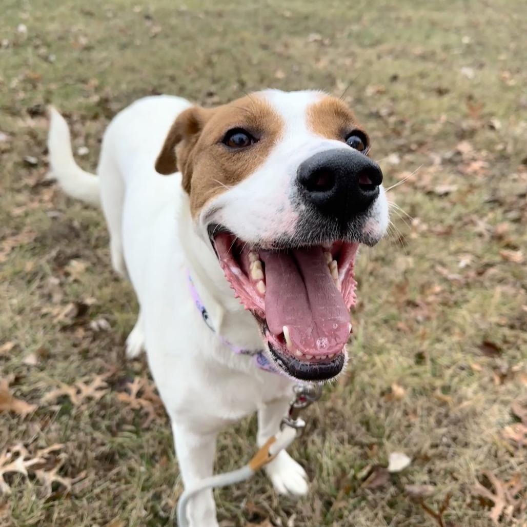 Enlarge Saige, a Adoptable mixed breed in Shawnee, KS image 2/6